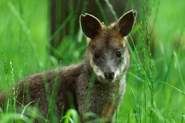 Bebek sarı ayaklı rock-kanguru, Kanguru