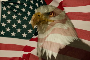 Amerikan bayrağı ile kartal