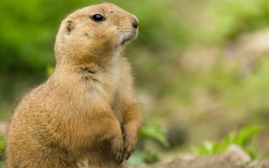 Çok yıllık köpek, Cynomys ludovicianus