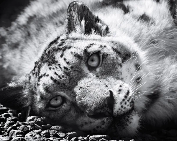 Kar leoparı, Irbis, siyah ve beyaz (panthera uncia, uncia uncia) — Stok fotoğraf