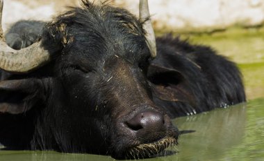 Afrika manda veya Cape buffalo (Syncerus caffer)