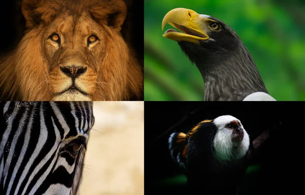 Grupp djur på vykortet från zoo — Stockfoto