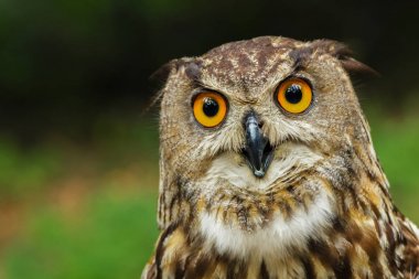 Meraklı Avrupa kartal baykuş (bubo bubo)