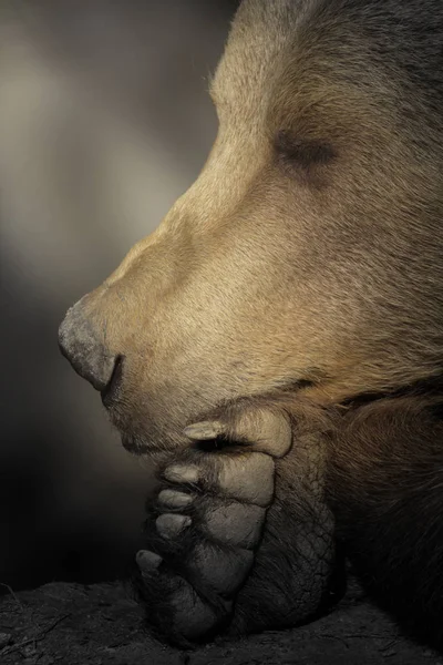 Спящий бурый медведь — стоковое фото