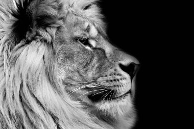 Siyah ve beyaz poster aslan