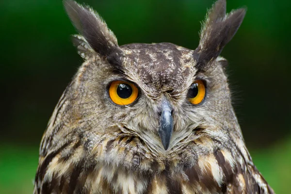 Portrait eagle-owl, bubo bubo — Stock Photo, Image