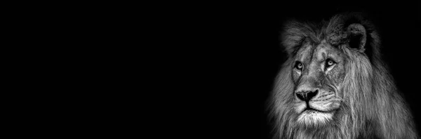 고대비 흑백 남성 아프리카 사자 얼굴의 — 스톡 사진