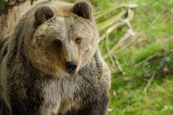 自然の中の顔のクマ — ストック写真