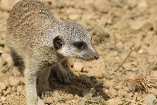 Bebek surikata, suricata