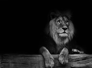 Black and white poster lion clipart