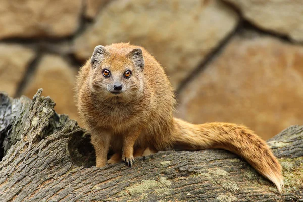 Mangusta fox regardant à la caméra — Photo