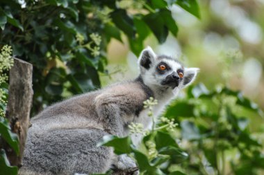 Yüz lemur catta ağacında 