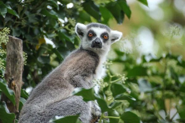 Lemur catta kamera için arıyorsunuz