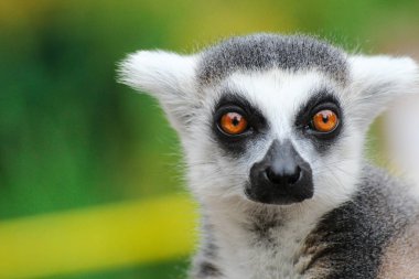 Portre lemur - madagaskar maymunu