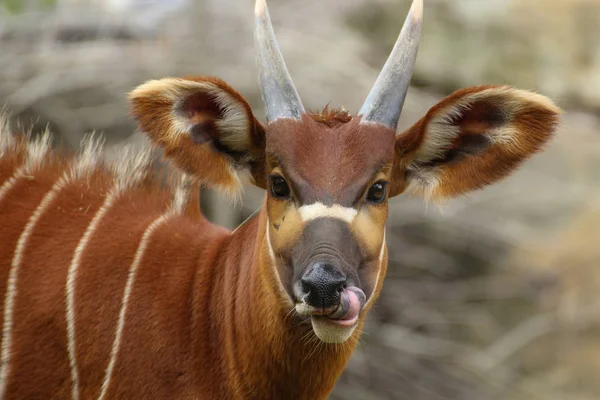 Doğrudan fotoğraf makinesine antilop görünümünü