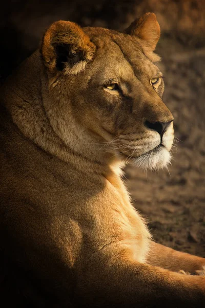 Dişi aslan arıyorsunuz