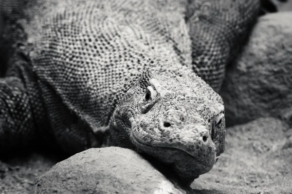 コモドドラゴン — ストック写真