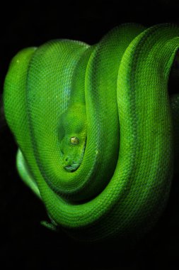 Yeşil ağaç yılan