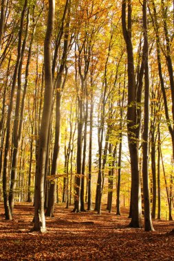 sonbahar sabahı orman