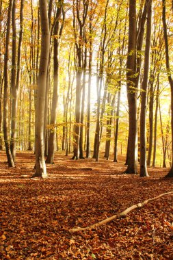 sonbahar sabahı orman yaprakları ile