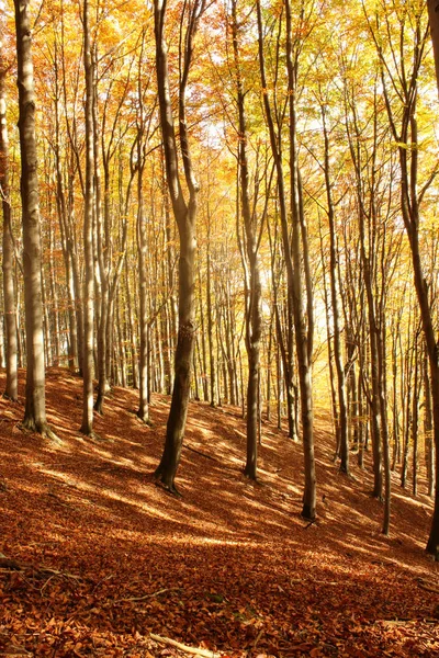 Die herbstliche Schönheit — Stockfoto