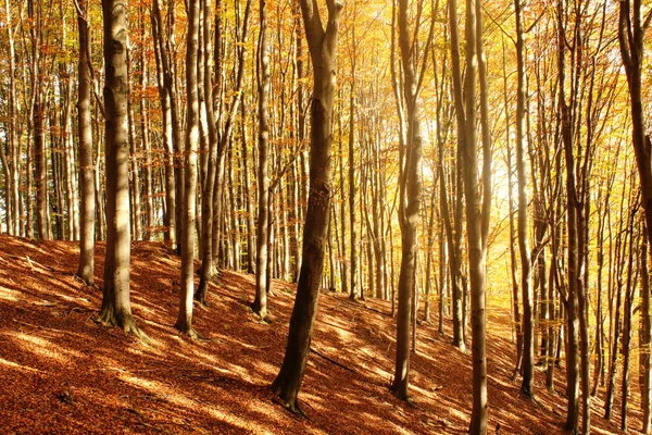 De herfst schoonheid — Stockfoto