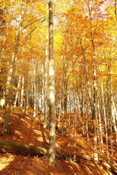 De herfst schoonheid — Stockfoto