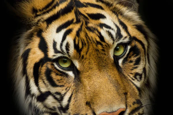 Retrato cara tigre — Foto de Stock