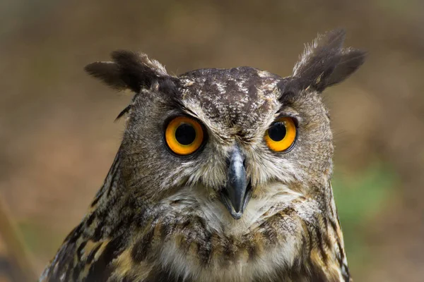 Helt enkelt stående Uggla, bubo bubo — Stockfoto