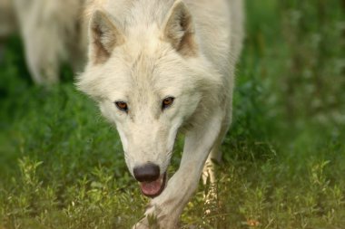 Otların arasında çalıştırmak kutup, Beyaz kurt