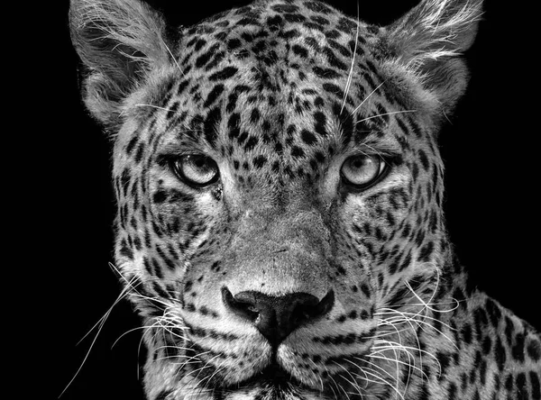 Portret Leopard Panthera Pardus Kotiya Czarno Białe Ceylon Leopard — Zdjęcie stockowe