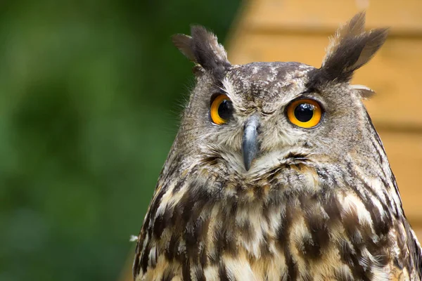 Portrait Owl Nature — Stock Photo, Image
