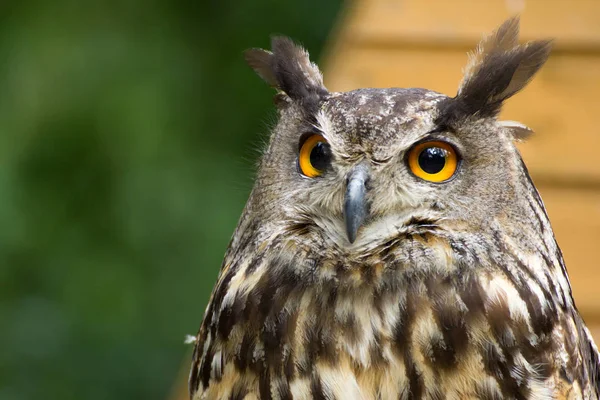 Hibou Portrait Dans Nature — Photo