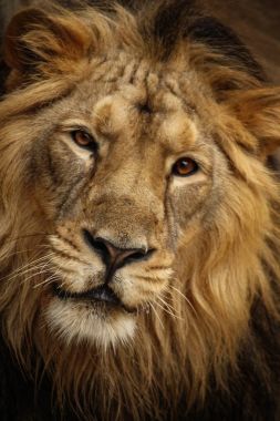 Detay fotoğraf güzel genç aslan.