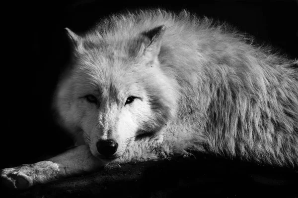 Μαύρο Άσπρο Λύκος Βόρεια Ξαπλωμένη Στη — Φωτογραφία Αρχείου