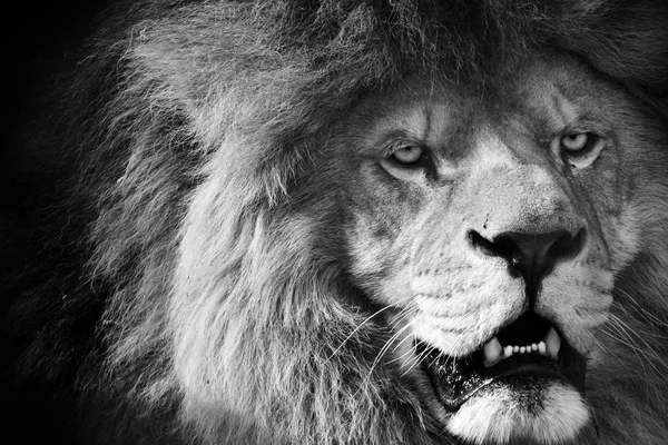 Siyah arka plan açık ağız ile siyah beyaz aslan.