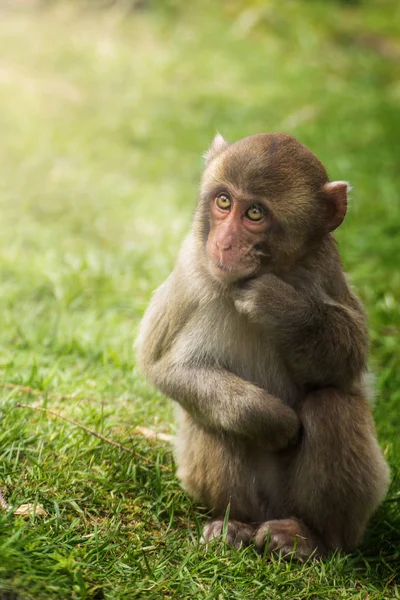 Macaco Jovem Que Inclina Sua Alcateia — Fotografia de Stock