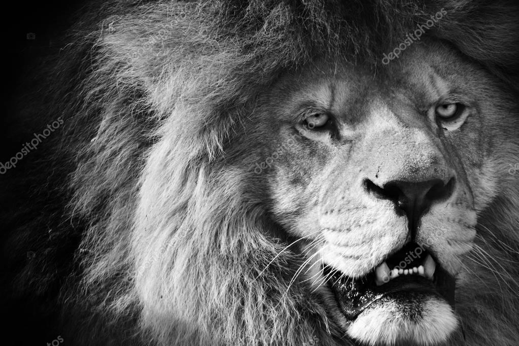 Black White Lion Open Mouth Black Background — Stock Photo © Denisapro