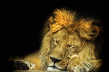 Ayrıntı yüz aslan siyah Parlatıcı ile uyku.