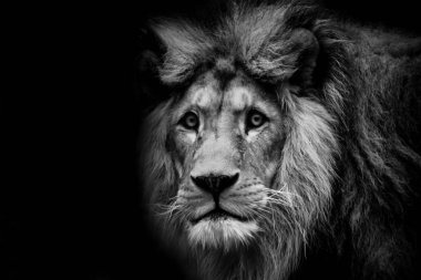Black and white dark poster lion. clipart