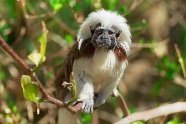 Tamarin. — Fotografia de Stock