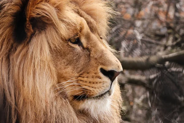 Profil cara león — Foto de Stock