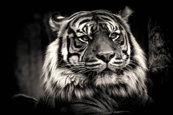 Plakát tygr v černé a bílé barvě — Stock fotografie