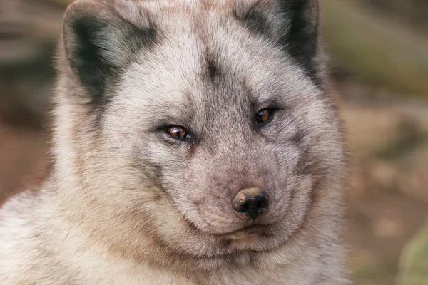 Yüz kutup fox — Stok fotoğraf