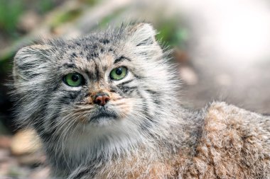 Kedi Manul yeşil gözlü