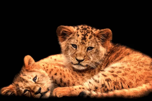 Dois leões bebés com fundo preto — Fotografia de Stock