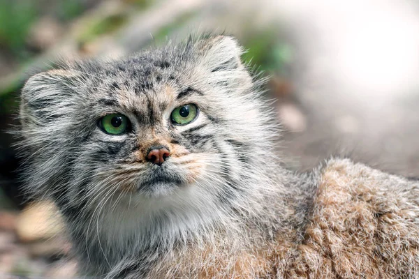 Cat Manul med gröna ögon — Stockfoto