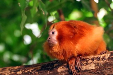 Aslan altın - küçük popüler maymun