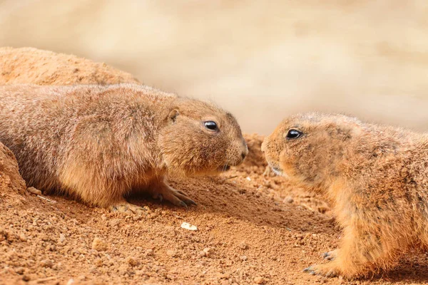 Deux chiens de praire dans le sable — Photo