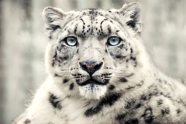 Snow Leopard Speciální Horské Predátor — Stock fotografie